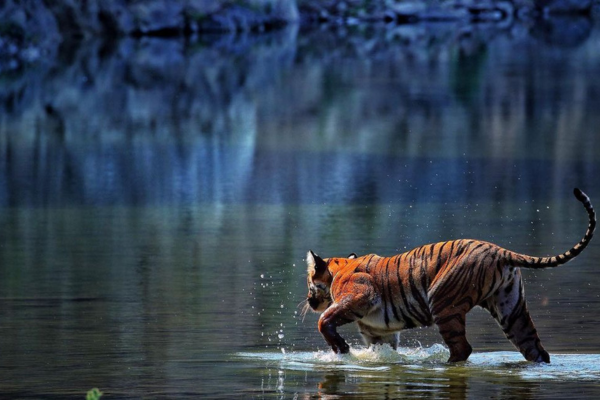 Jim Corbett National Park - Safari, Places to Visit & Travel Tips