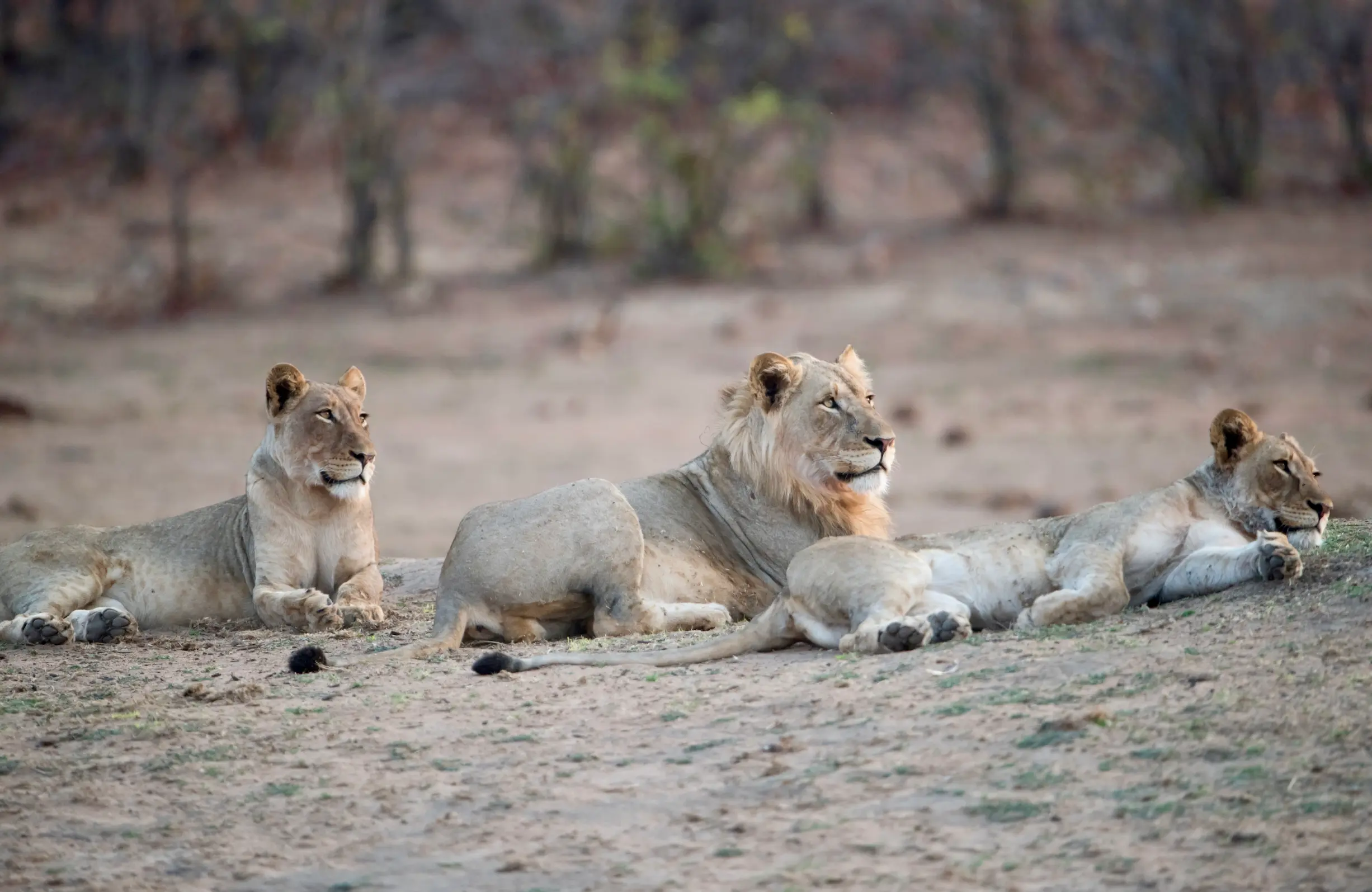 Gujarat Tour Packages promotional banner