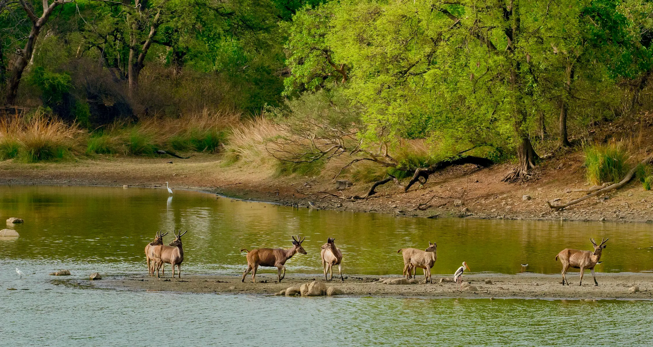 Madhya Pradesh Tour Packages promotional banner
