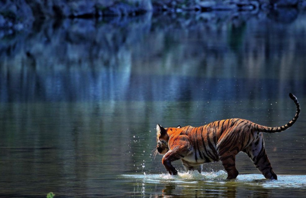 Katra Tour Packages promotional banner